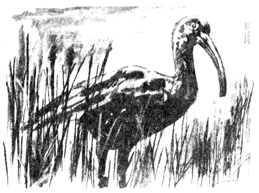 Томек в Гран-Чако - pic12.png