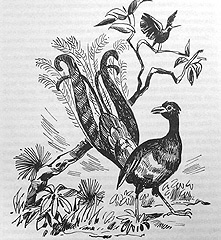 Томек в стране кенгуру - pic27.jpg