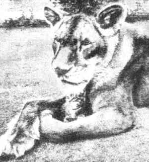 Искатель, 1961 №5 - i_040.jpg