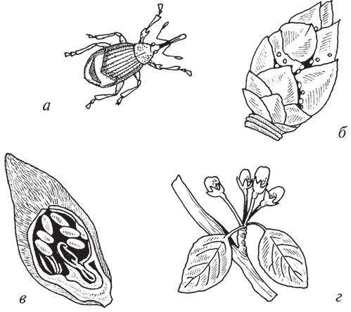 Защита от болезней и вредителей сада и огорода. Эффективная борьба с сорняками - i_013.png