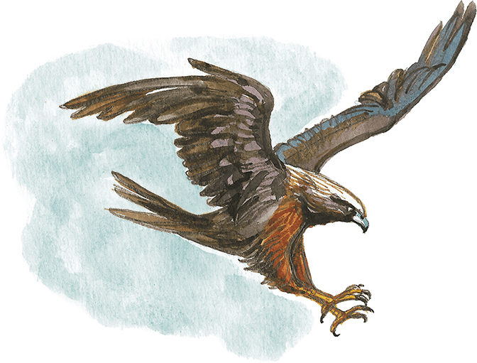 Лисичкин хлеб - i_012.png