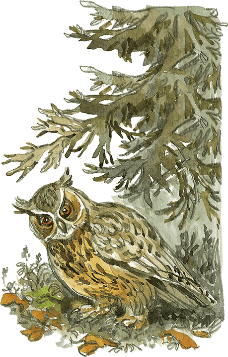 Лисичкин хлеб - i_014.png