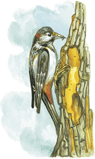 Лисичкин хлеб - i_017.png