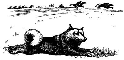 По обе стороны поводка - i_006.jpg