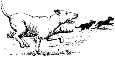 По обе стороны поводка - i_014.jpg