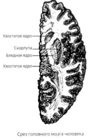 Почему мужчины хотят секса, а женщины любви - new4.jpg
