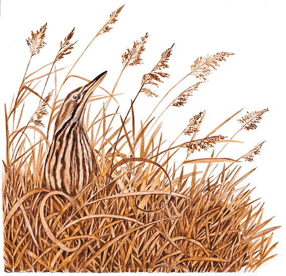 Лесные разведчики (сборник) - i_002.png