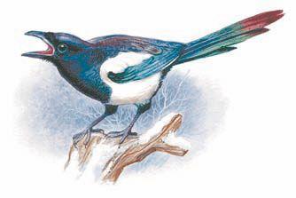 Лесные рассказы - i_001.jpg