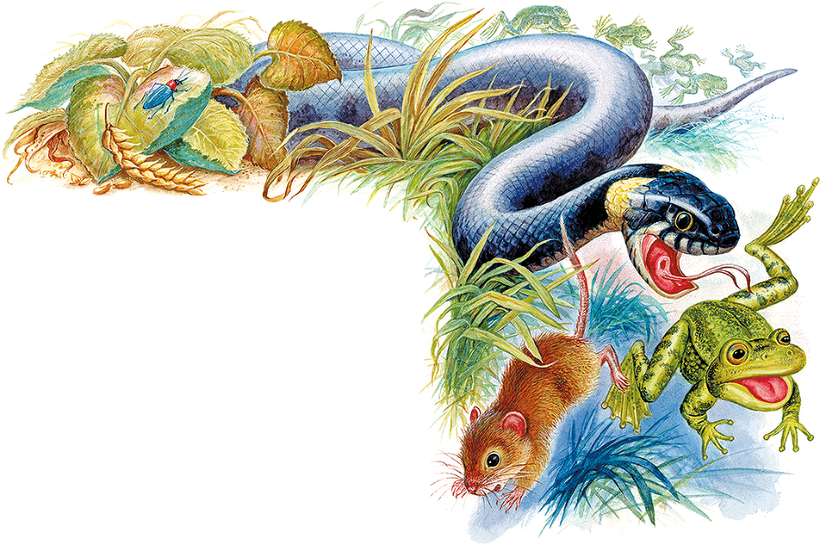 Мышонок Пик и другие сказки - i_006.png