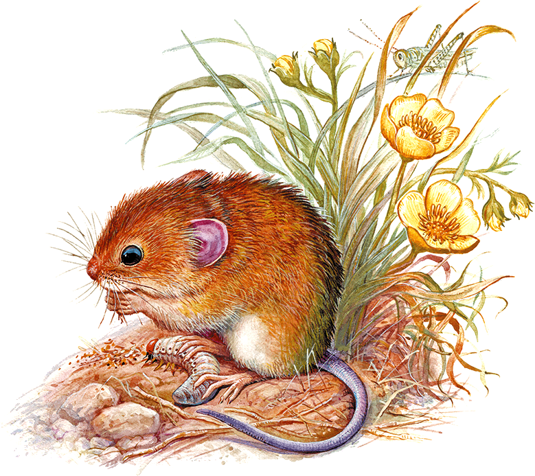 Мышонок Пик и другие сказки - i_008.png