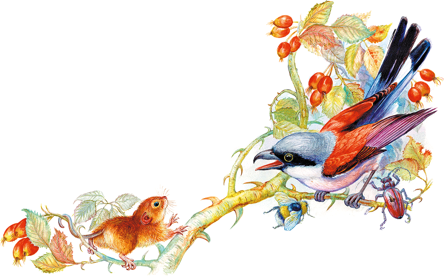 Мышонок Пик и другие сказки - i_010.png