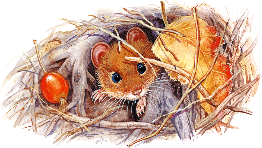 Мышонок Пик и другие сказки - i_011.png