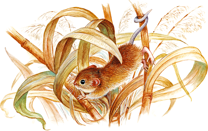 Мышонок Пик и другие сказки - i_015.png