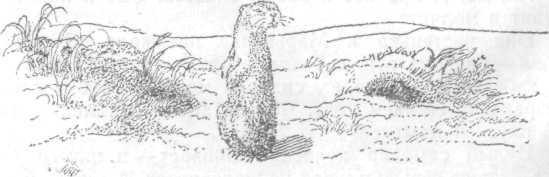 Повести и рассказы - i_112.jpg