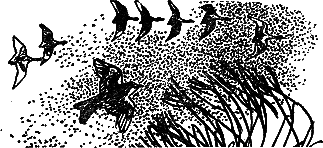 Рассказы и сказки - i_002.png