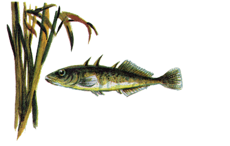 Рыбий дом - _04.png