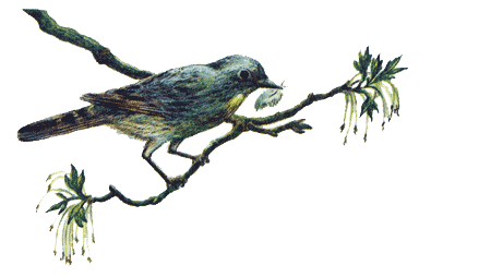 Рыбий дом - _05.png