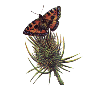 Рыбий дом - _07.png