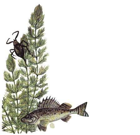 Рыбий дом - _09.png