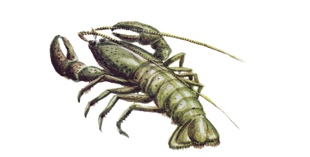 Рыбий дом - _11.png