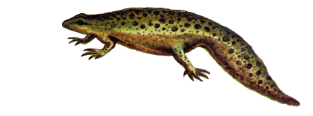 Рыбий дом - _15.png