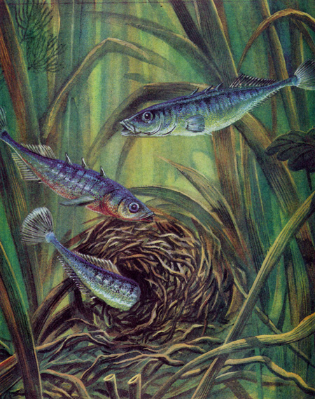 Рыбий дом - _17.jpg