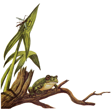 Рыбий дом - _18.png