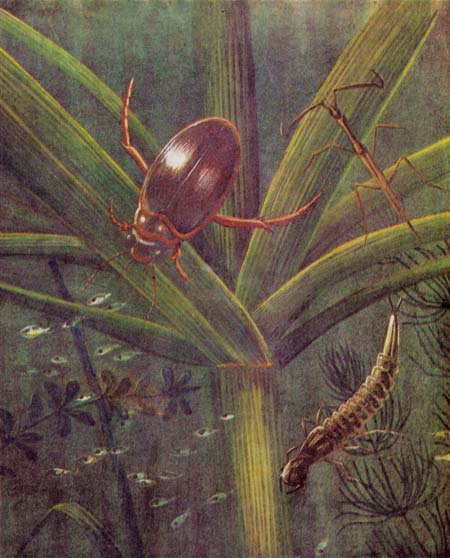 Рыбий дом - _19.jpg