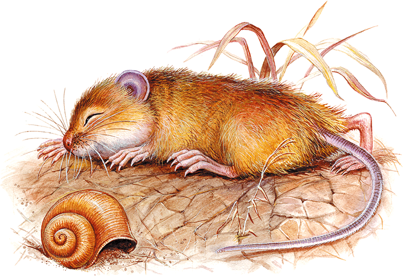 Сказки и рассказы про животных - i_012.png