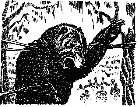 Пещерный лев (Сборник) - i_121.png