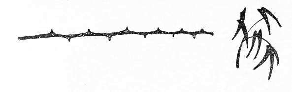 Пещерный лев (с иллюстрациями) - pic_20.jpg