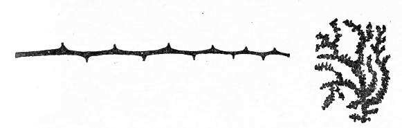 Пещерный лев (с иллюстрациями) - pic_25.jpg