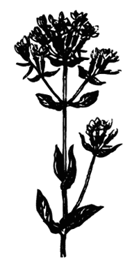 Лучшие народные лекарства - i_002.png