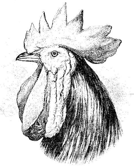 Самое грандиозное шоу на Земле: доказательства эволюции - i_005.jpg