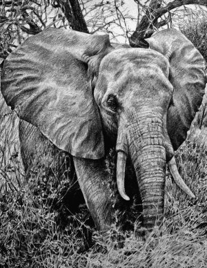 100 великих загадок Африки - i_091.jpg