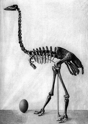 100 великих загадок Африки - i_092.jpg