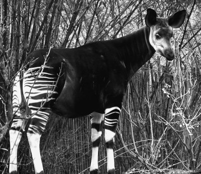 100 великих загадок Африки - i_097.jpg