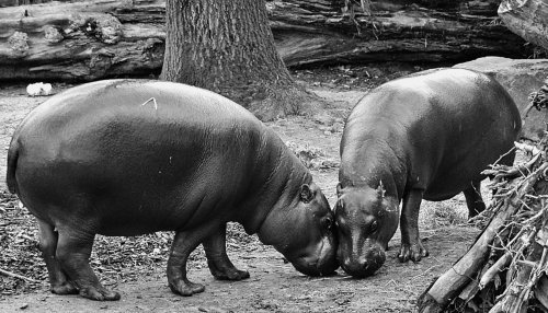 100 великих загадок Африки - i_098.jpg