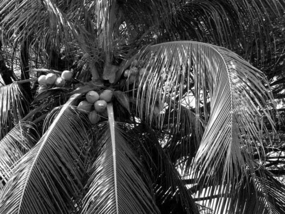 100 великих загадок Индии - i_014.jpg