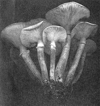 100 великих рекордов живой природы - i_001.jpg