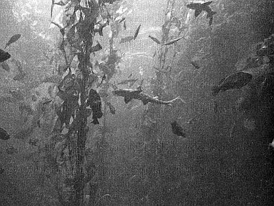 100 великих рекордов живой природы - i_002.jpg