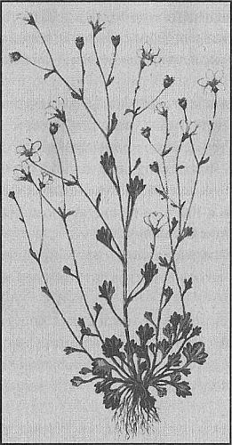 100 великих рекордов живой природы - i_007.jpg