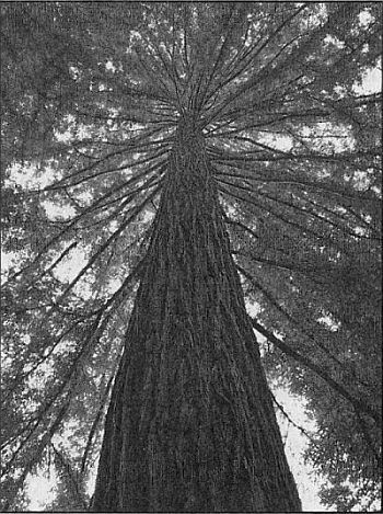 100 великих рекордов живой природы - i_009.jpg