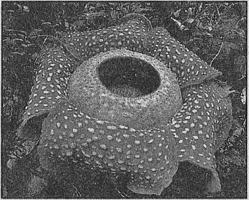 100 великих рекордов живой природы - i_012.jpg