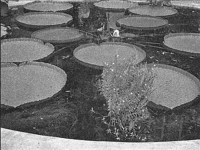 100 великих рекордов живой природы - i_018.jpg