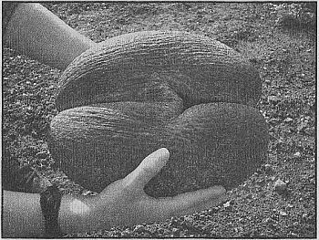 100 великих рекордов живой природы - i_019.jpg