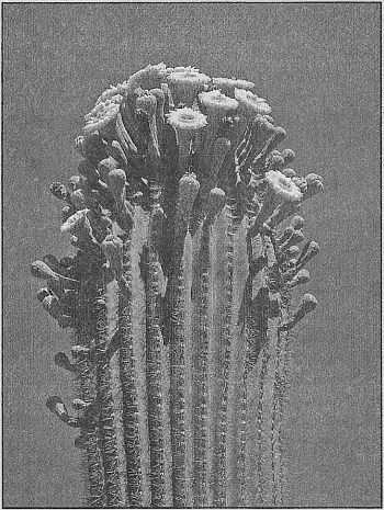 100 великих рекордов живой природы - i_020.jpg