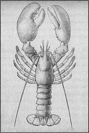 100 великих рекордов живой природы - i_032.jpg