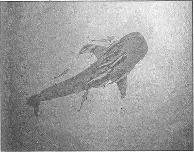 100 великих рекордов живой природы - i_038.jpg