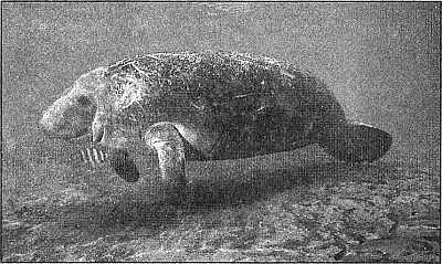 100 великих рекордов живой природы - i_084.jpg